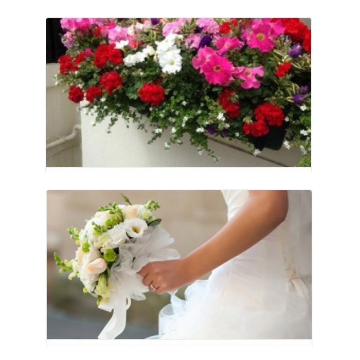 Images Pimlico Flowers
