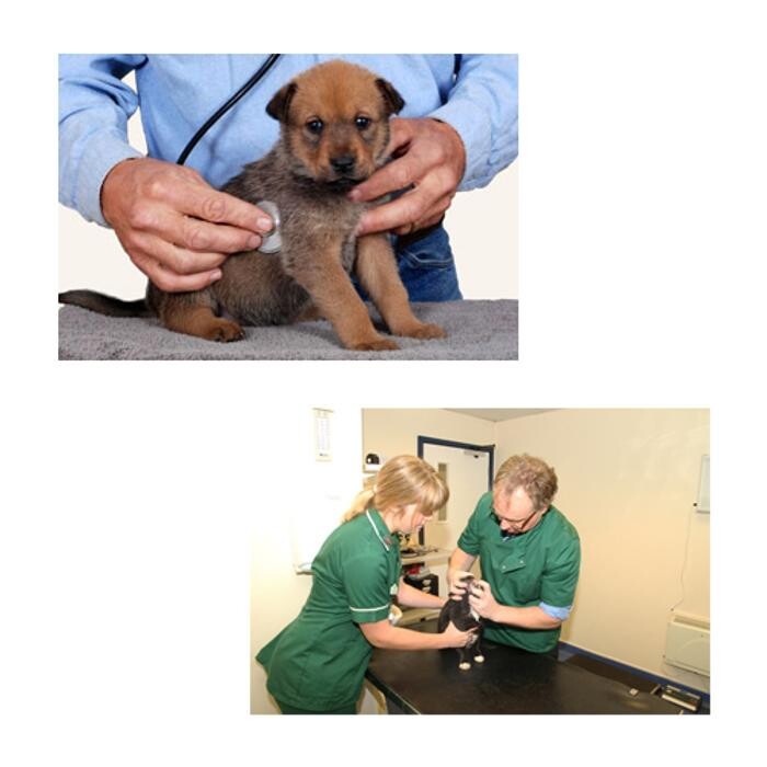 Images Shepherd's Vet Centre