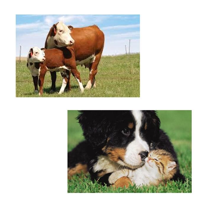 Images Shepherd's Vet Centre