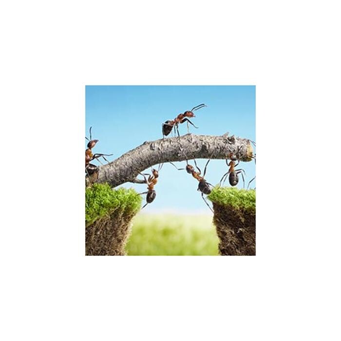 Images Devon Pest Control