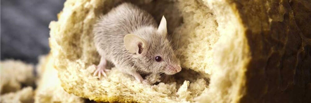 Images Cedar Pest Control