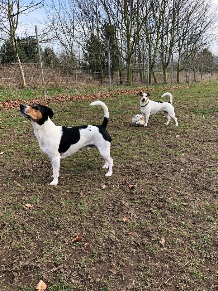 Images Home From Home Boarding Kennel & Cattery