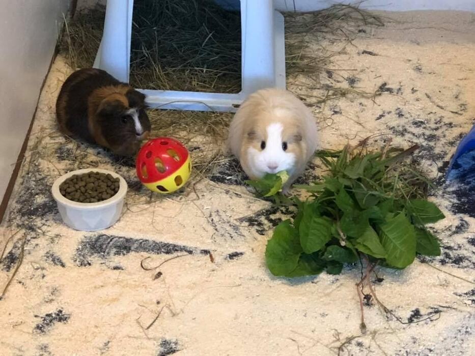 Images Home From Home Boarding Kennel & Cattery