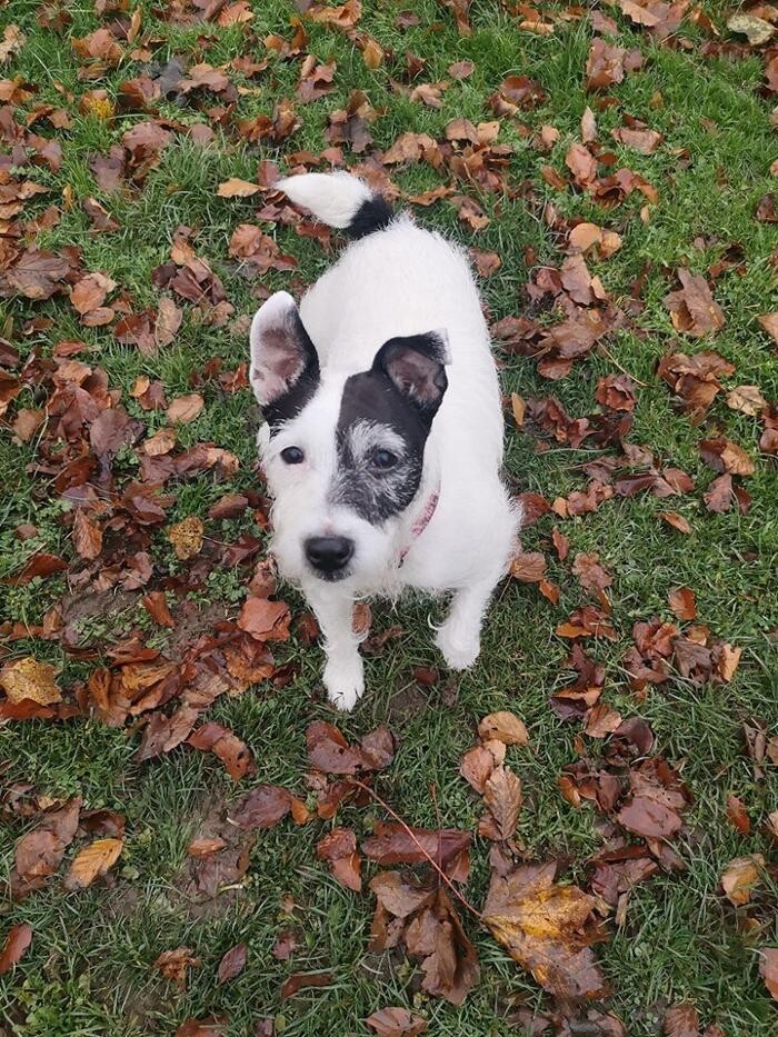 Images Home From Home Boarding Kennel & Cattery