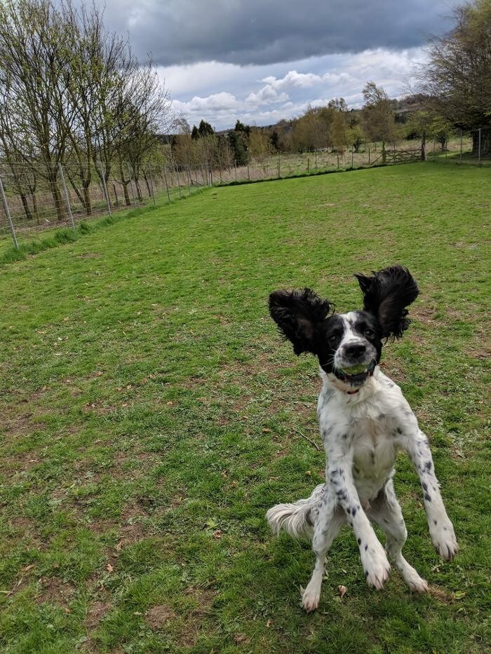 Images Home From Home Boarding Kennel & Cattery
