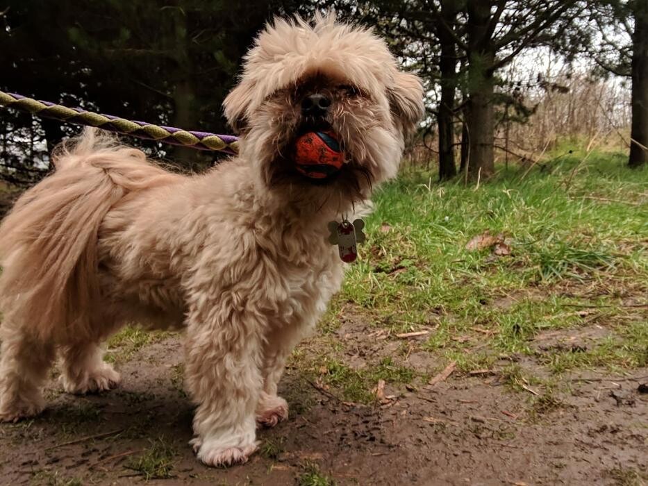 Images Home From Home Boarding Kennel & Cattery