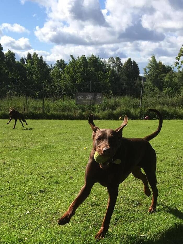 Images Home From Home Boarding Kennel & Cattery