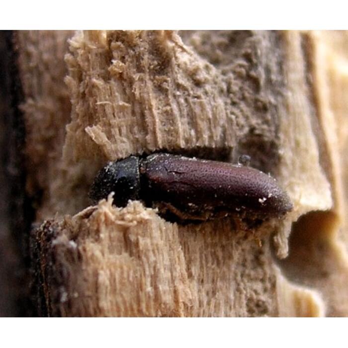 Images Heritage Timber Care
