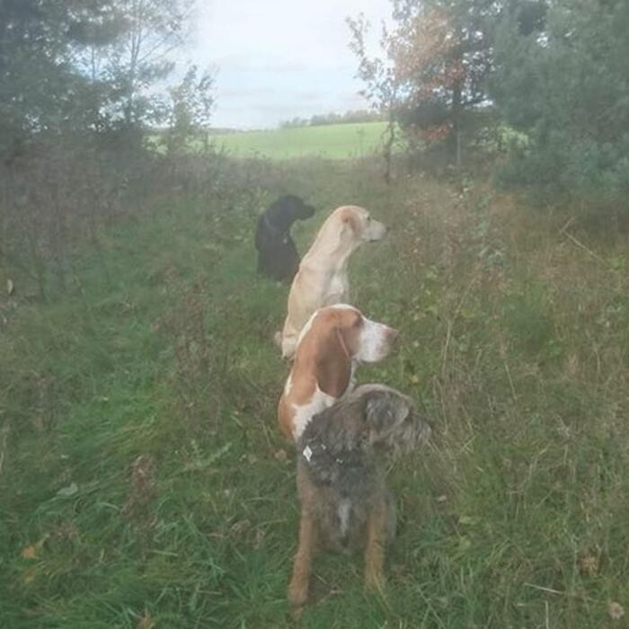 Images Chris Beech Dog Training And Walking Service