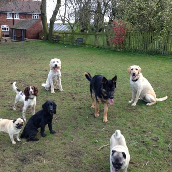 Images Chris Beech Dog Training And Walking Service