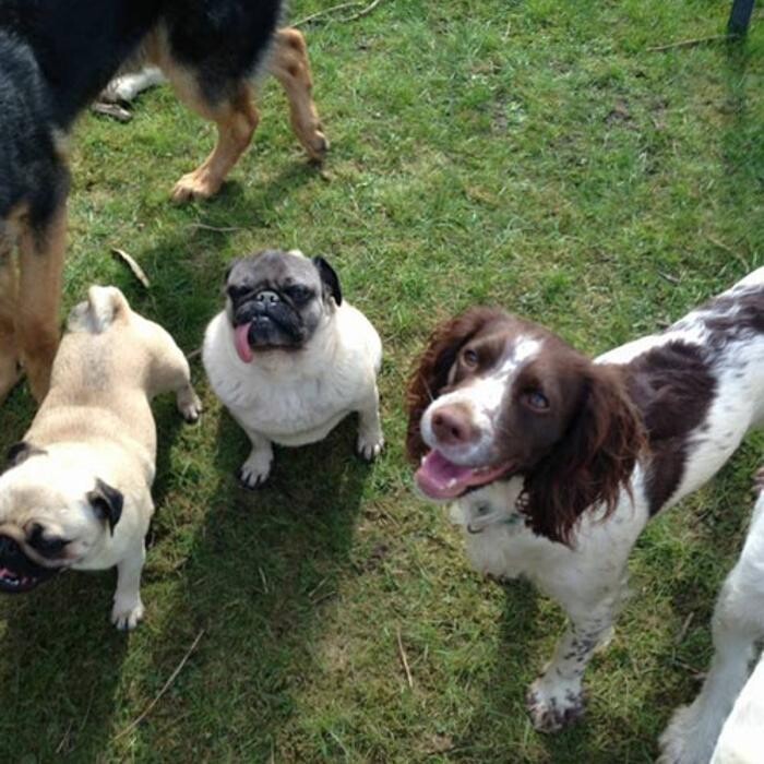Images Chris Beech Dog Training And Walking Service