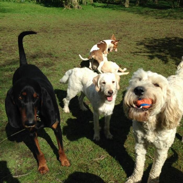 Images Chris Beech Dog Training And Walking Service