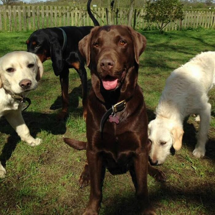 Images Chris Beech Dog Training And Walking Service