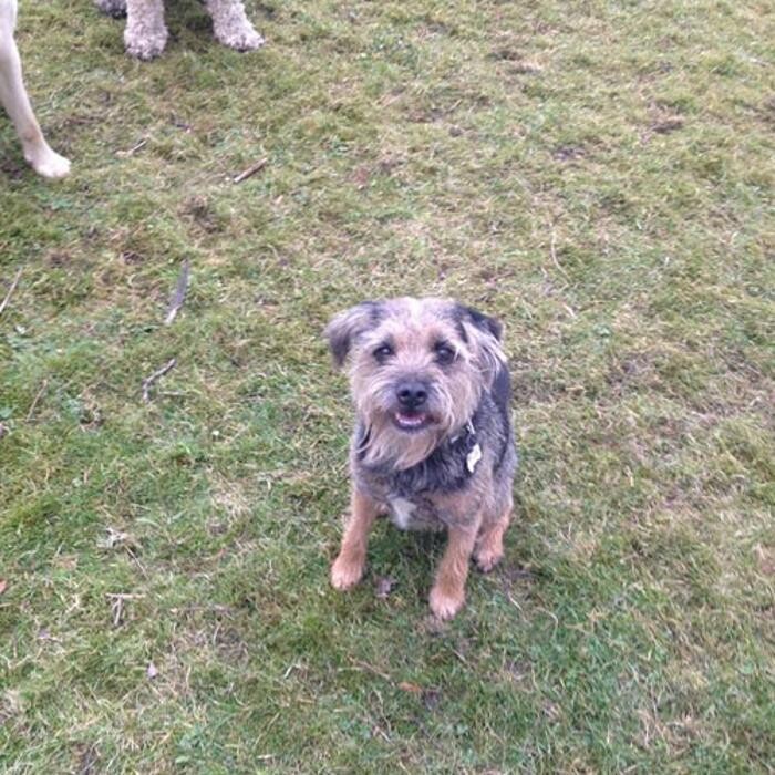 Images Chris Beech Dog Training And Walking Service