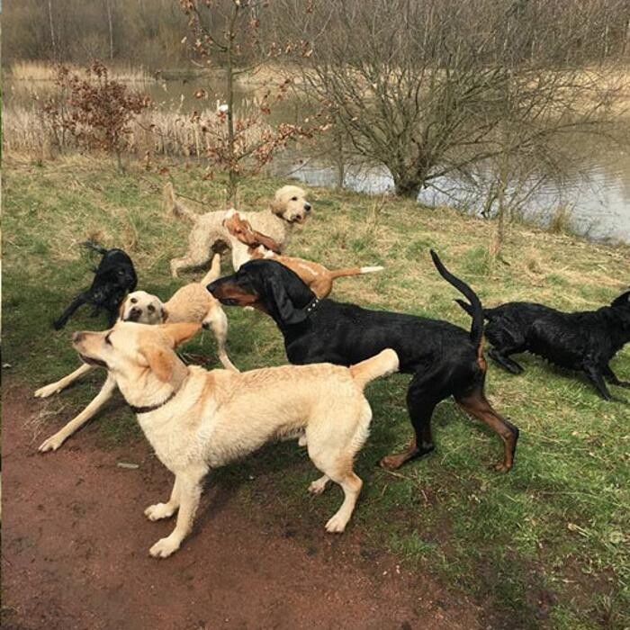 Images Chris Beech Dog Training And Walking Service