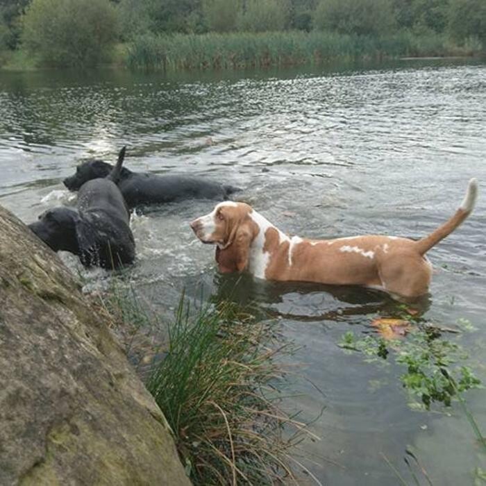 Images Chris Beech Dog Training And Walking Service