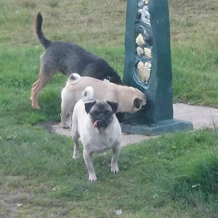 Images Chris Beech Dog Training And Walking Service