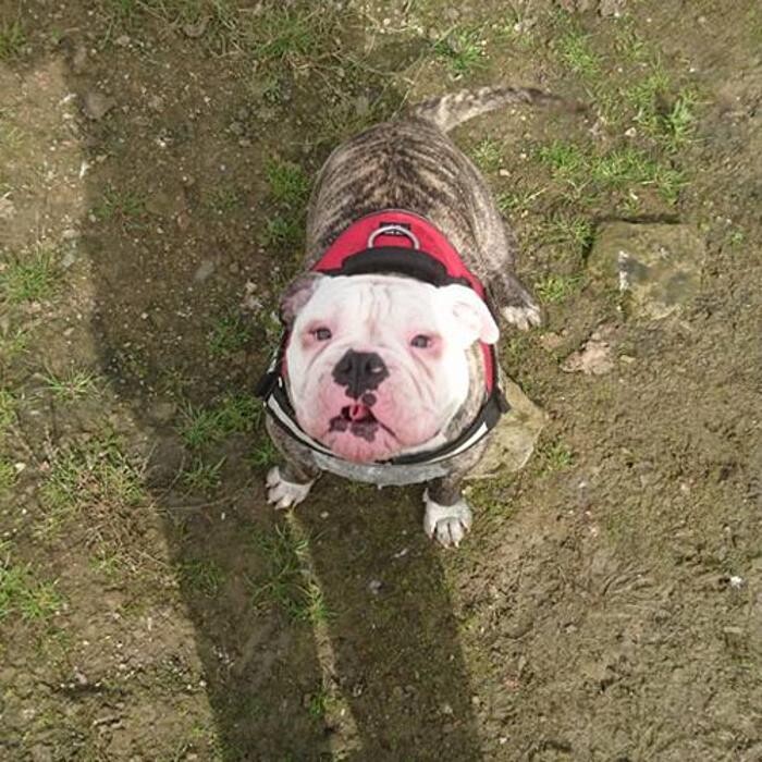 Images Chris Beech Dog Training And Walking Service