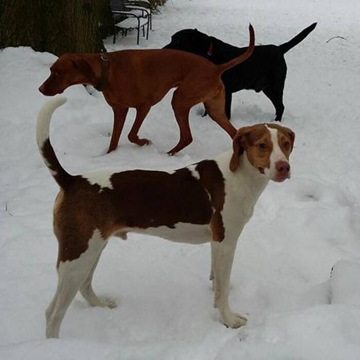 Images Chris Beech Dog Training And Walking Service