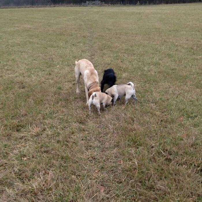 Images Chris Beech Dog Training And Walking Service