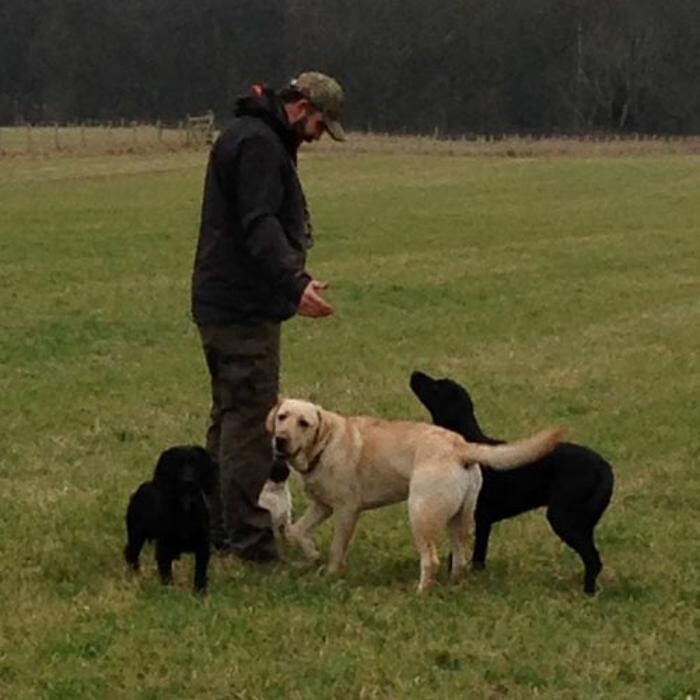 Images Chris Beech Dog Training And Walking Service