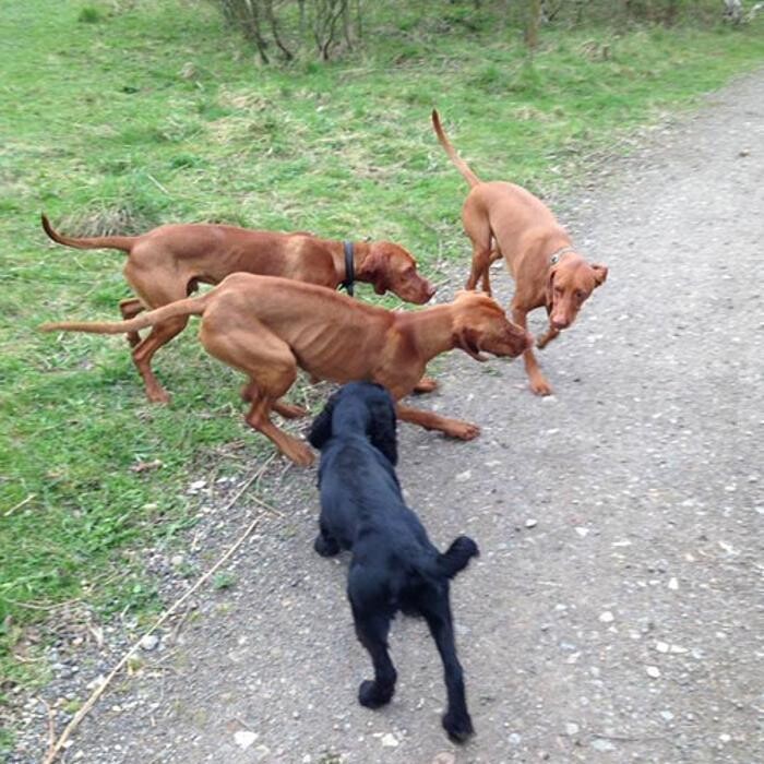 Images Chris Beech Dog Training And Walking Service
