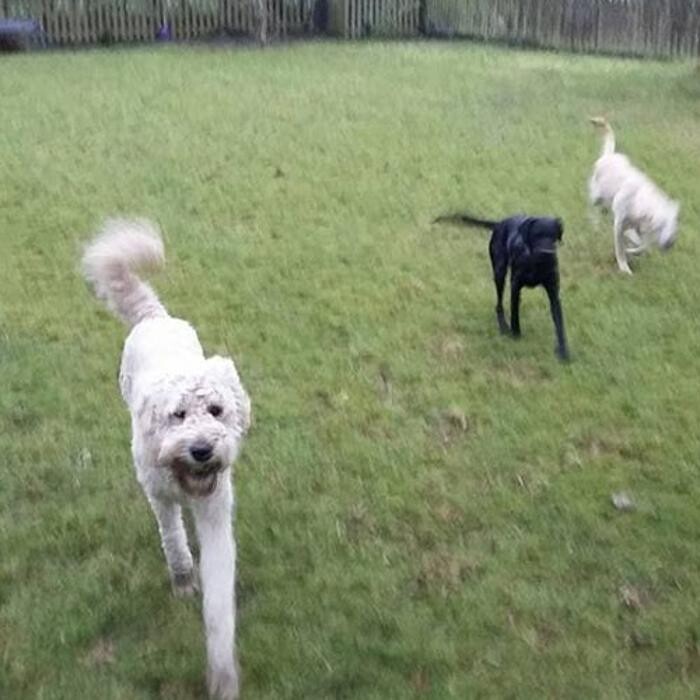Images Chris Beech Dog Training And Walking Service
