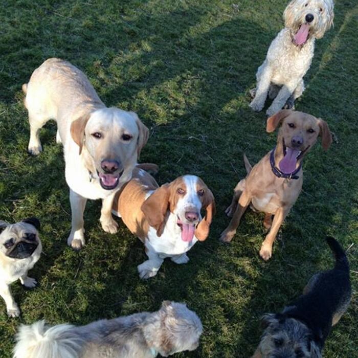 Images Chris Beech Dog Training And Walking Service