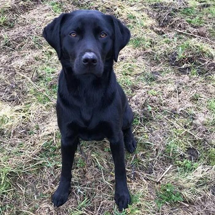 Images Chris Beech Dog Training And Walking Service