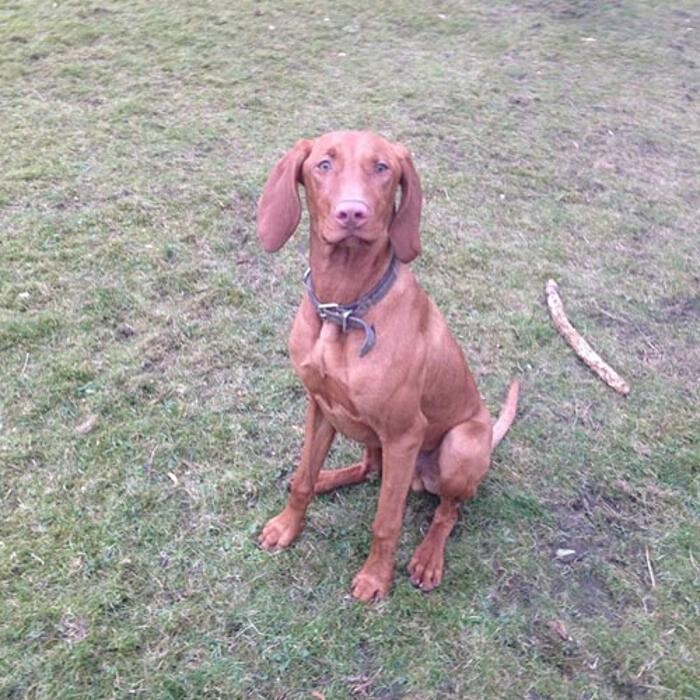 Images Chris Beech Dog Training And Walking Service
