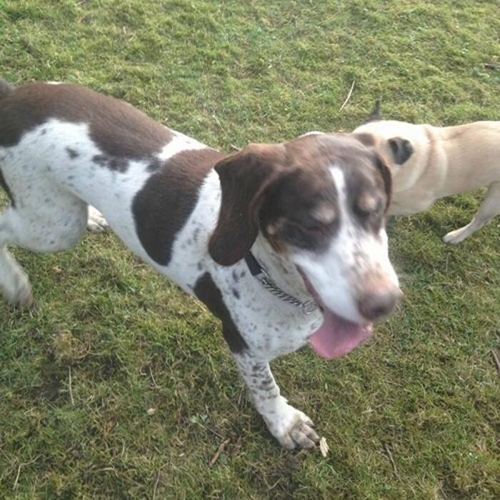 Images Chris Beech Dog Training And Walking Service