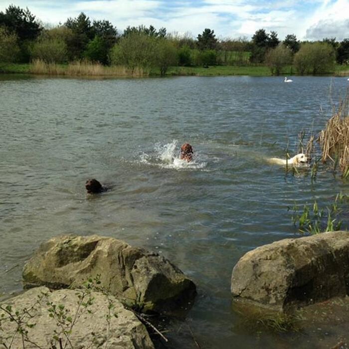 Images Chris Beech Dog Training And Walking Service
