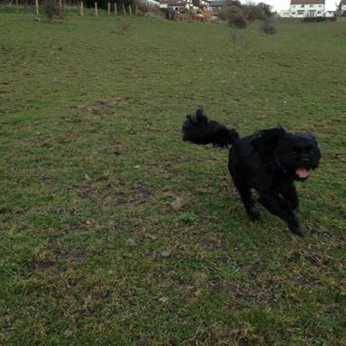 Images Chris Beech Dog Training And Walking Service