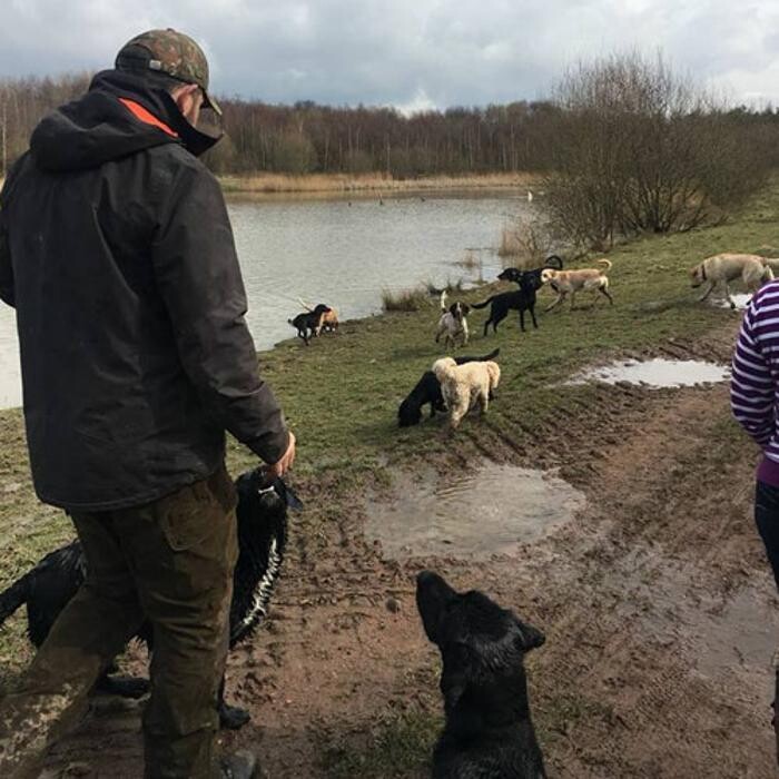 Images Chris Beech Dog Training And Walking Service