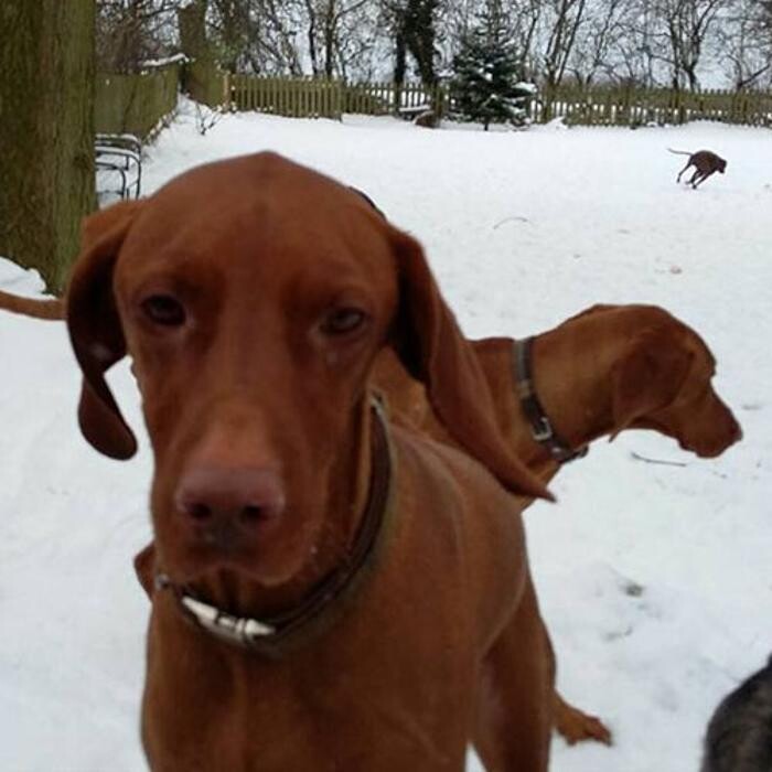Images Chris Beech Dog Training And Walking Service