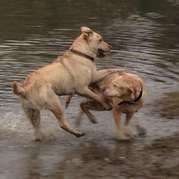 Images Chris Beech Dog Training And Walking Service