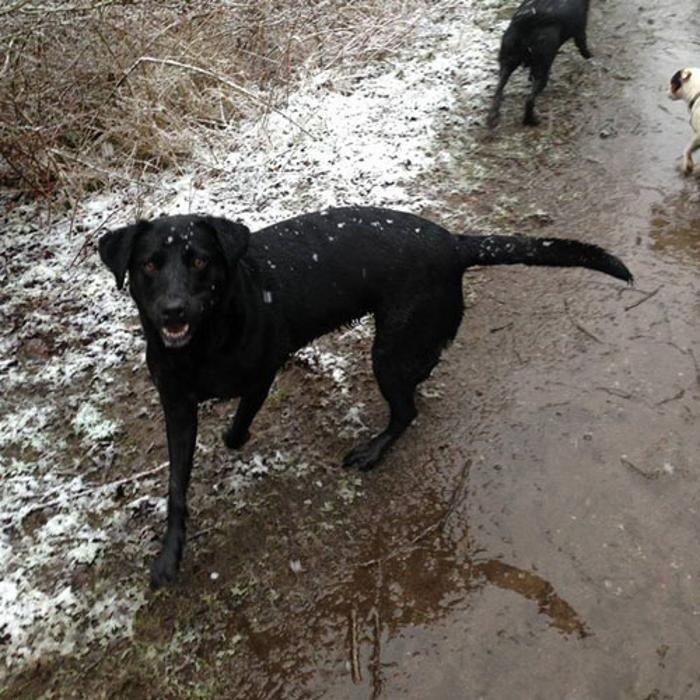 Images Chris Beech Dog Training And Walking Service
