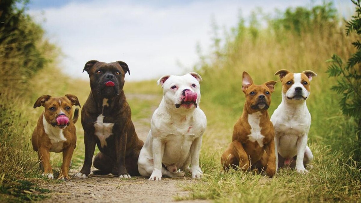 Images Chris Beech Dog Training And Walking Service