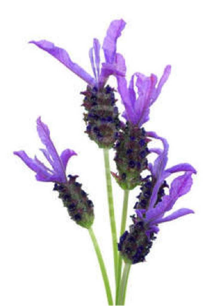 The Lavender Way Logo