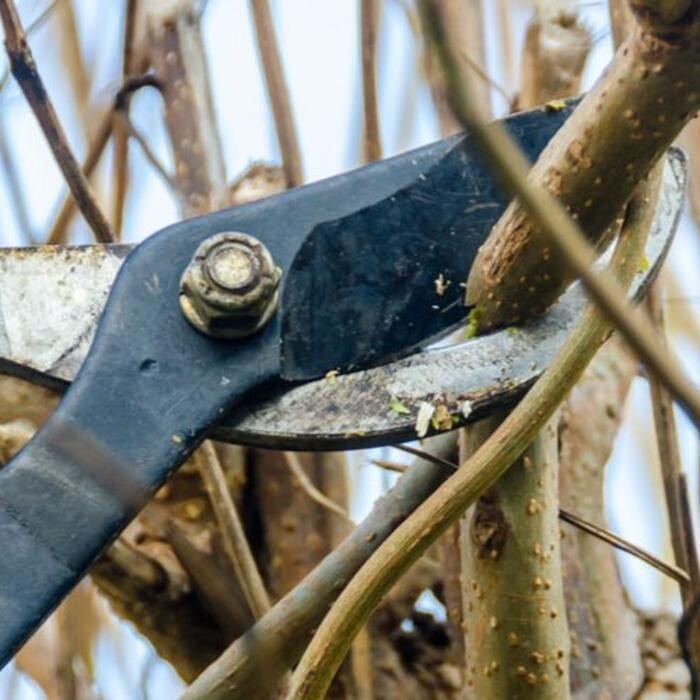 Images Cholesbury Tree Fellers