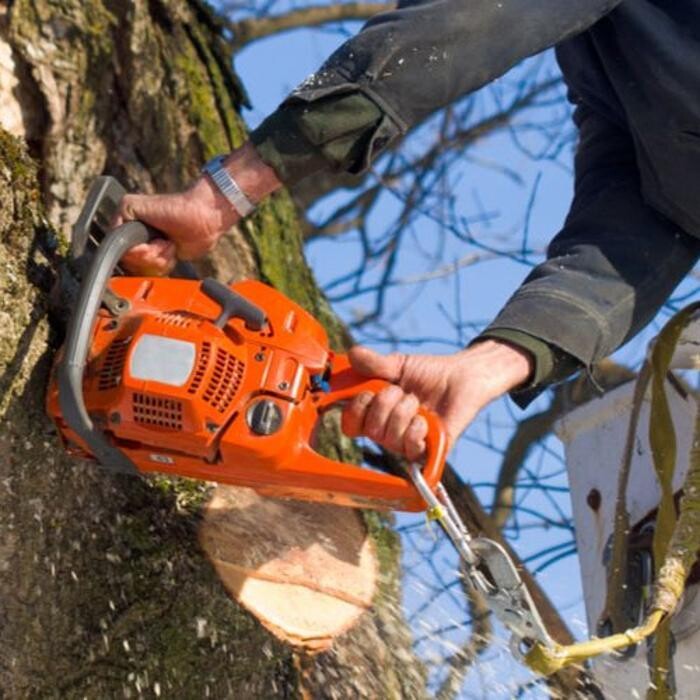 Images Cholesbury Tree Fellers