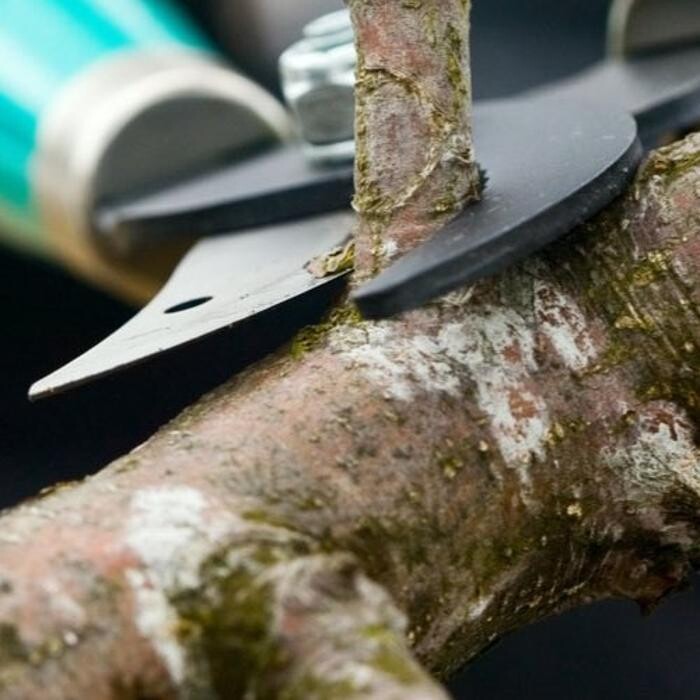 Images Cholesbury Tree Fellers