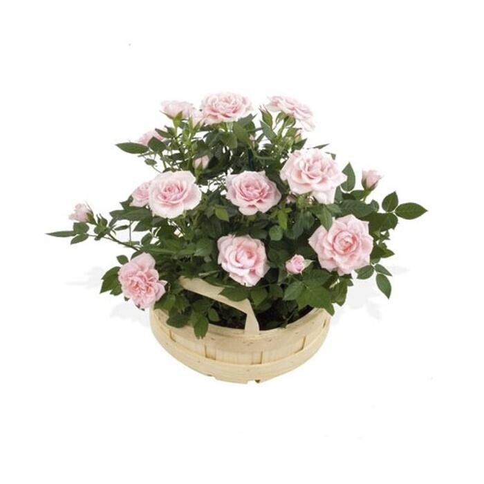 Images Grahams The Florist