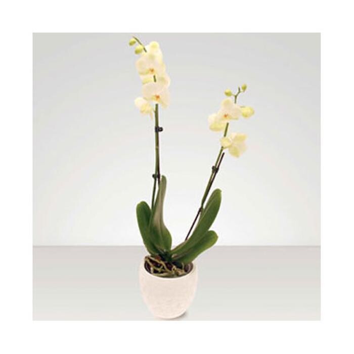 Images Grahams The Florist