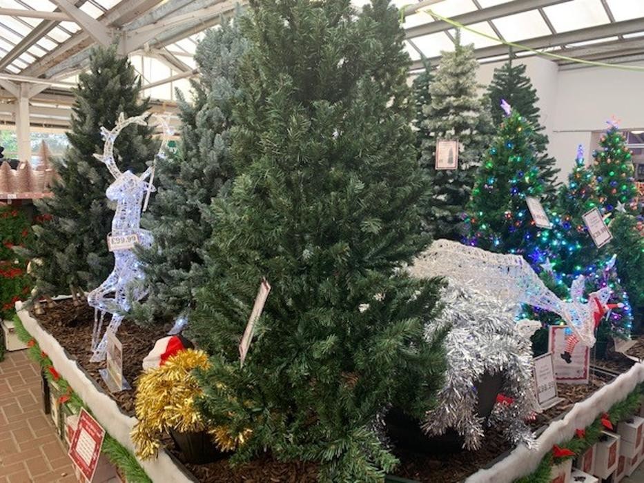 Images Cherry Lane Glebe