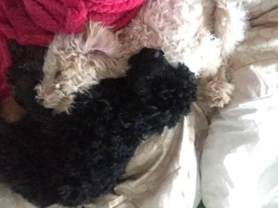 Images BOTTEN'S DOODLES LTD