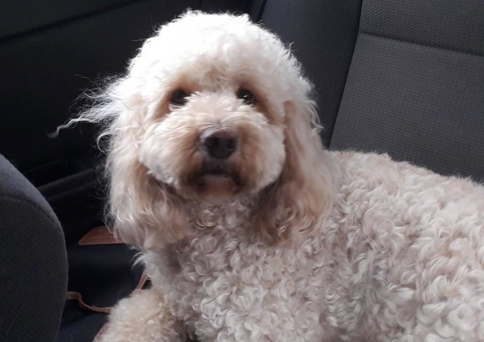 Images BOTTEN'S DOODLES LTD