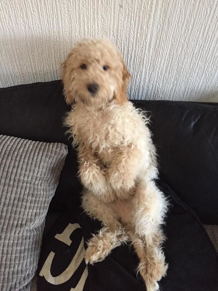 Images BOTTEN'S DOODLES LTD