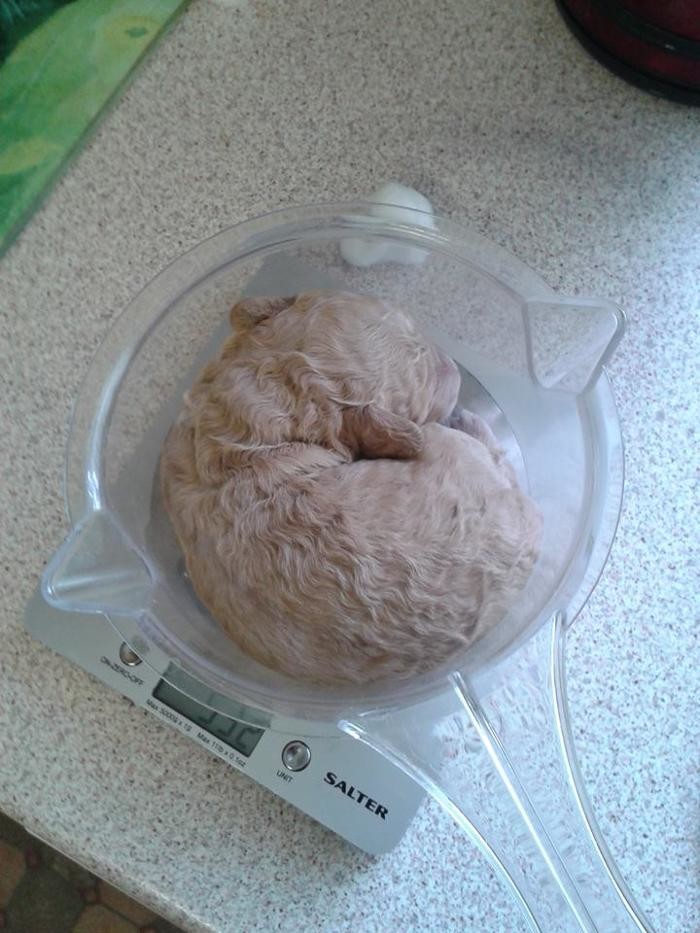 Images BOTTEN'S DOODLES LTD