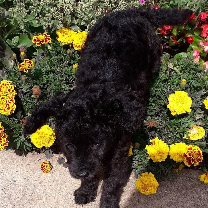 Images BOTTEN'S DOODLES LTD